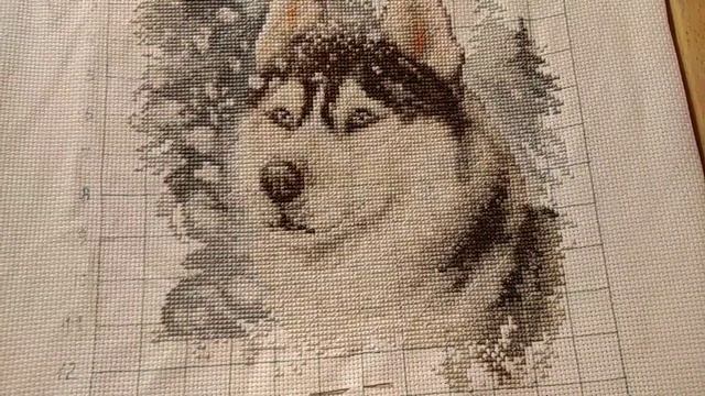 Верный Хаски вернулся. Ура!!!