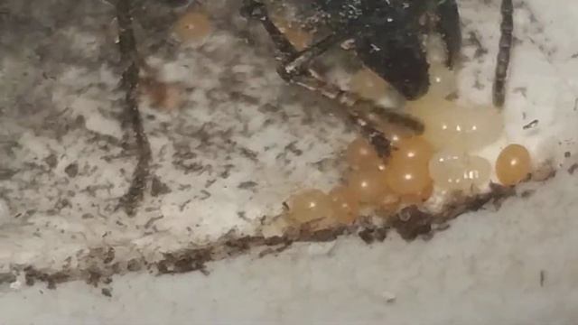 Личинки растут )) муравей пуля .Муравей-пуля / Paraponera clavata ants смотреть онлайн