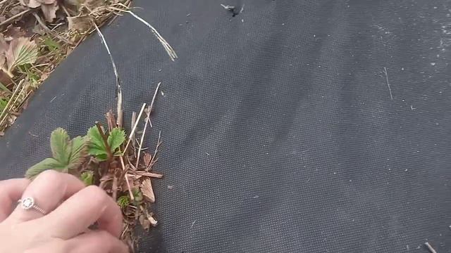 Выводим корову , гусят , индюшат и цыплят 😱 смотреть онлайн