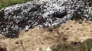 Ежевика Блек Джем, размножаем стеблевыми черенками.