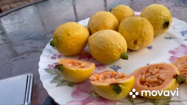 Псидіум Гуайява, плодоношення в теплиці Київської області . смотреть онлайн