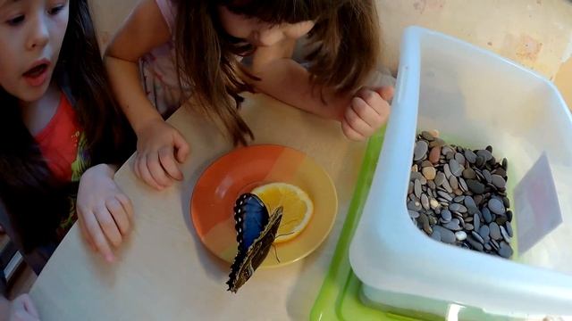 Чем кормить тропическую бабочку в домашних условиях смотреть онлайн