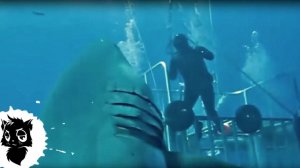 5 НОВЫХ МЕГАЛОДОНОВ СНЯТЫХ НА КАМЕРУ [Черный кот]