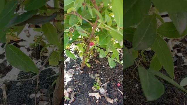 Жимолость Стендиша. #shorts смотреть онлайн