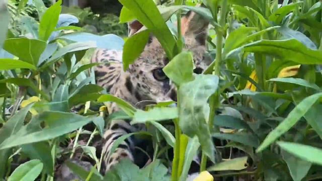 Сервал прогулка с философией🎓 savannah cat serval cat 🐆 смотреть онлайн