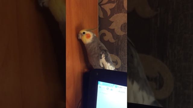 Корелла Жорочка поет и разговаривает смотреть онлайн