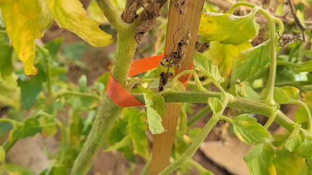 БЕЗ ЭТИХ ВЕЩЕЙ ВАМ НЕЧЕГО ДЕЛАТЬ НА ДАЧЕ! ТОП-5 ГАДЖЕТОВ ДЛЯ САДА И ОГОРОДА! смотреть онлайн