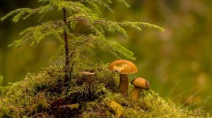 Суп из лесных Грибов мукбанг