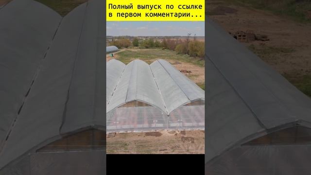 Как быстро охладить теплицу в летний период #Shorts смотреть онлайн
