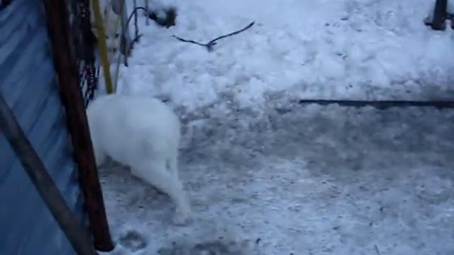 Рязань Якши Гулсапсар смотреть онлайн