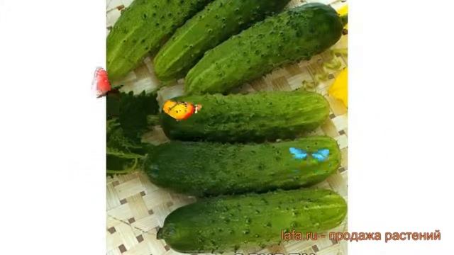 Огурец обыкновенный Газель F1 (gazel f1) ? Газель F1 обзор: как сажать, семена огурца Газель F1 смотреть онлайн