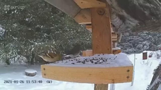 2021 Jan 26: Livestream bird feeding station. Ripley, Ontario Canada by AtHomeFriendlyTecGuy смотреть онлайн