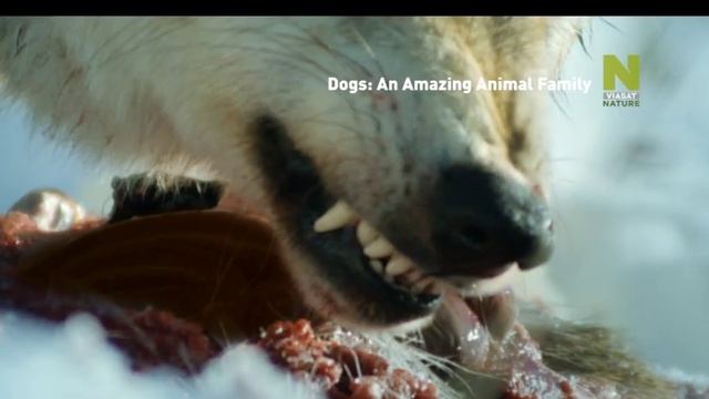 Viasat Nature Удивительное семейство псовых смотреть онлайн