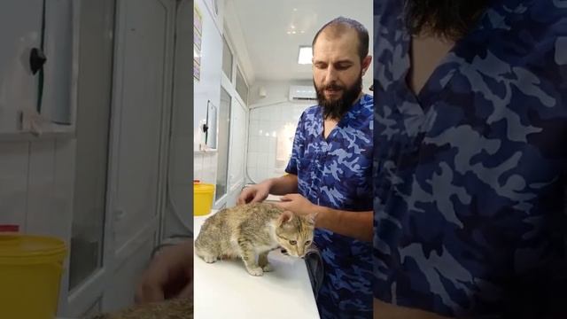 Травма у кошки ?? смотреть онлайн