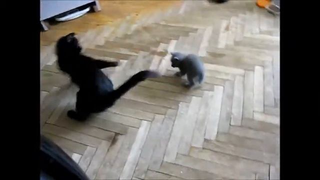 Кошка нападает на котенка смотреть онлайн