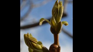 Весеннее опрыскивание Грецкого ореха