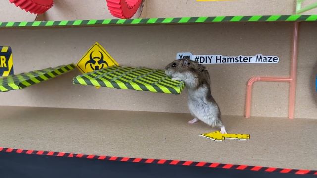 ? ? VENOM Hamster Maze with Traps ?[OBSTACLE COURSE]? смотреть онлайн