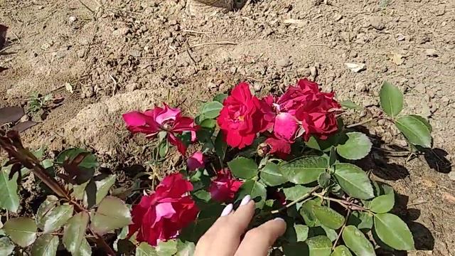 Канадская роза Николас смотреть онлайн