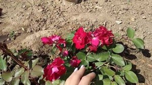 Канадская роза Николас