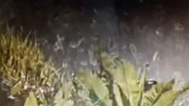 ВОСТОЧНЫЙ ПРИВОРОТ. Мгновение 53. смотреть онлайн