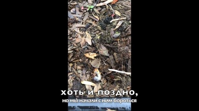 Хрущ на плантации голубики. смотреть онлайн