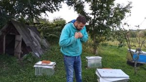 Пчелы исчезли. Осенний слет пчел главная причина