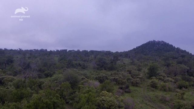 Дикие реки Африки / Wild Africa. Rivers Of Life Серия 5 Санд / Sand River
