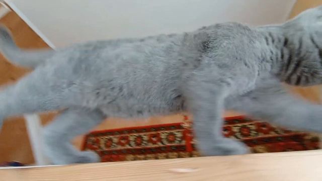 Гуляет по кровати смотреть онлайн