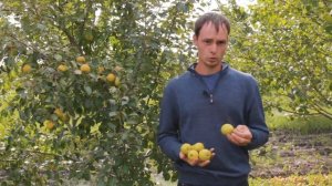 Груша «Северянка» — лучшая и любимая, только для вас