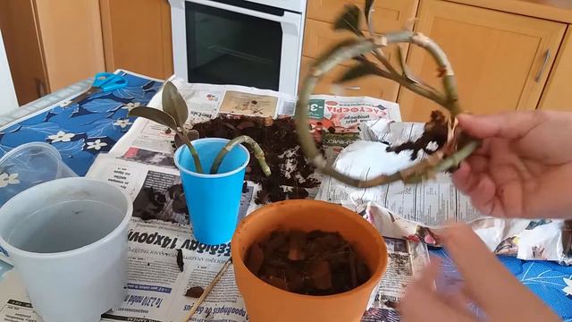 Ορχιδεα Ludisia. Φύτευση. смотреть онлайн