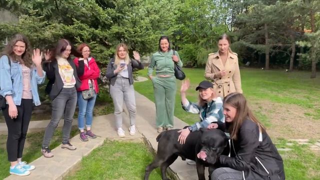 Кане корсо Кинг обожает общаться с девушками!