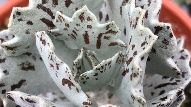 Kalanchoe Rhombopilosa 多肉植物圖鑑 雀扇(巧克力脆片)