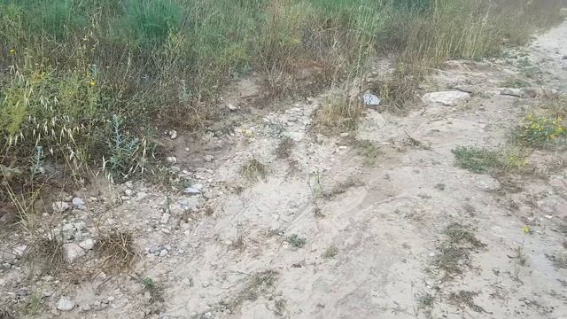 цыплята куропатки смотреть онлайн