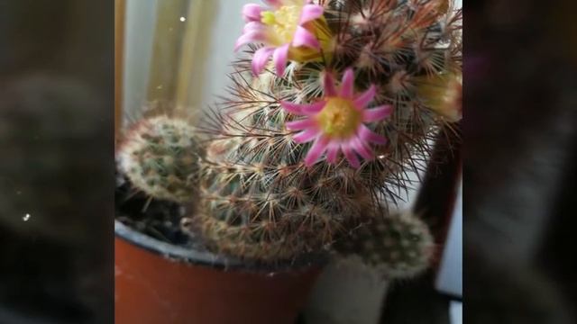 Мои комнатные растения🌹🌹🌹 смотреть онлайн