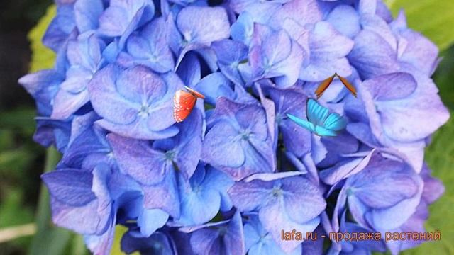 Гортензия крупнолистовая Блау Цверг (blau tsverg) ? обзор: как сажать, саженцы гортензии Блау Цверг смотреть онлайн