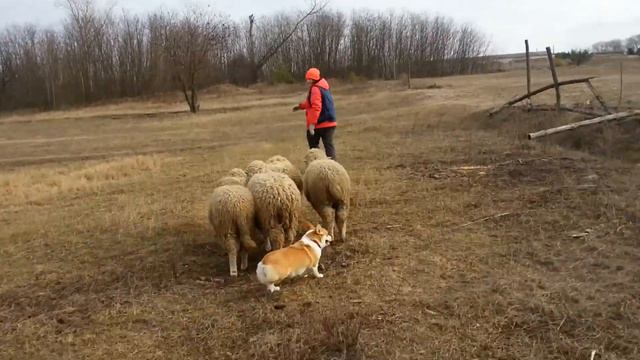 Julia & welsh corgi pembroke Riza sheep herding 02.2016 смотреть онлайн