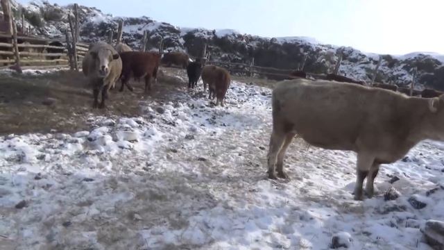 Зерно, скот, как ставить азотом тавро? смотреть онлайн