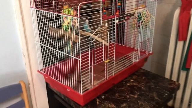I SHOWED UP AT MY FAN’S HOUSE WITH A BRAND NEW HUGE BIRD CAGE! смотреть онлайн