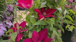 Clematis 'Giselle' + 'Rebecca' + 'Nelly Moser' + 'Liberation'