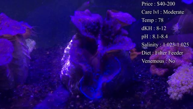 All About The Clams | Tridacna | Maxima, Derasa, Corcea, Squamosa, Hippopus смотреть онлайн