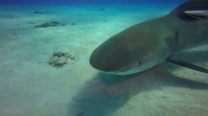 Багамские острова. Интересные факты о Багамских островах