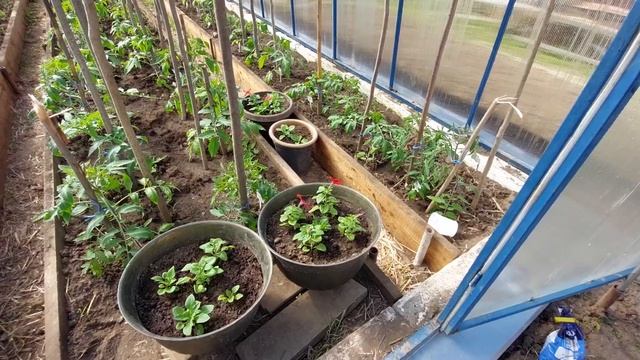 Вторая подкормка томатов после высадки в грунт. Мульчируем почву томатов смотреть онлайн