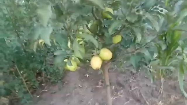 Яблоня сорт зимний Сары Синап смотреть онлайн