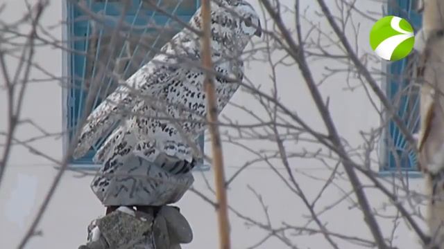 Посёлок Харп "Полярная сова" самая страшная тюрьма России смотреть онлайн