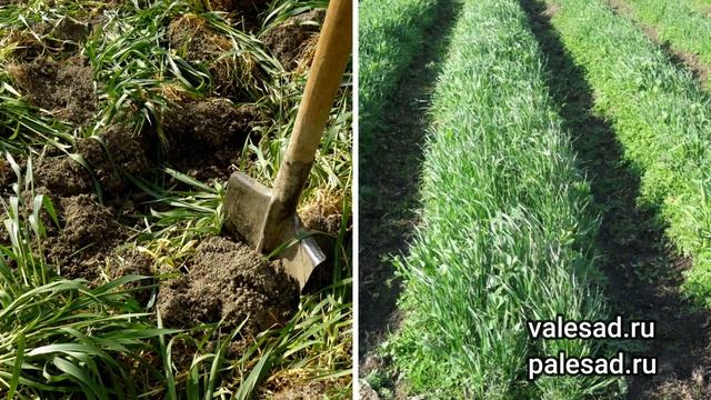 НЕ СЕЙТЕ ЭТИ СИДЕРАТЫ ВЕСНОЙ! Какие сидераты не желательно сеять весной смотреть онлайн