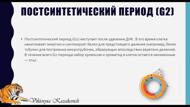 Клеточный цикл смотреть онлайн