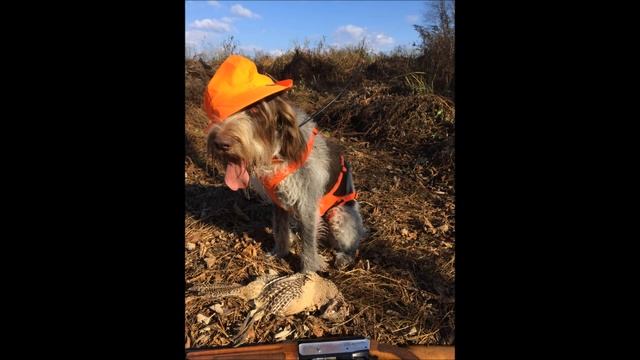Spinone Italiano Pheasant & Chucker Hunting 11/11& 17/16 смотреть онлайн
