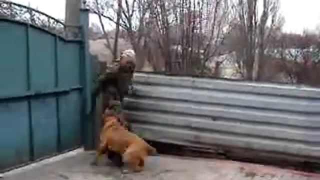 Питомник бордоских догов «Perle de France» http://perl.petsinform.com/ смотреть онлайн