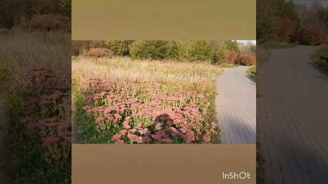 Осенний лист. Светлана Копылова. смотреть онлайн