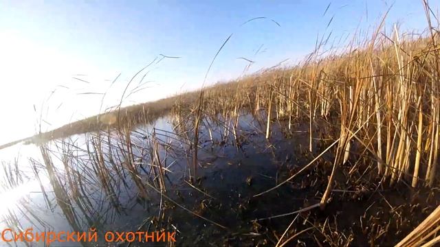 северная утка смотреть онлайн